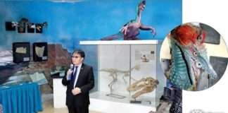 Дорноговь аймгийнхан үлэг гүрвэлийн олдворуудтай танилцаж байна