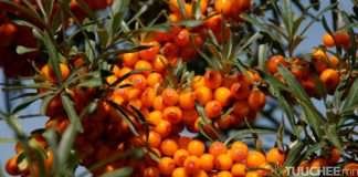 Чацаргана жимсэнд коронавирусийн эсрэг амьд бактер байгааг тогтоожээ