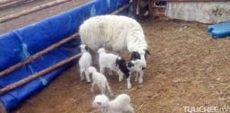 ХХААХҮЯ: 2.2 сая төл хүлээн авч, төл бойжилт 98.4 хувьтай байна