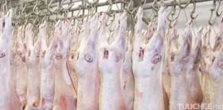 МАНАЙ УЛСЫН 26 ААН УЗБЕКИСТАНД МАХ ЭКСПОРТОЛНО