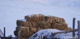 ХЭНТИЙ АЙМАГТ УЛСЫН НӨӨЦӨӨС ТУУЛАХ ЧАДВАР САЙТАЙ АВТОМАШИН, 20 ТН ШАТАХУУН БОЛОН 175 ТН ТЭЖЭЭЛ ХӨНГӨЛТТЭЙ ҮНЭЭР ОЛГОНО