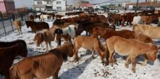 НИЙСЛЭЛИЙН ХОРИГЛОСОН БҮС РҮҮ ОЛОН ТООНЫ АДУУГАА УДАА ДАРАА ОРУУЛСАН ИРГЭДИЙН НЭРИЙГ ЗАРЛАЛАА